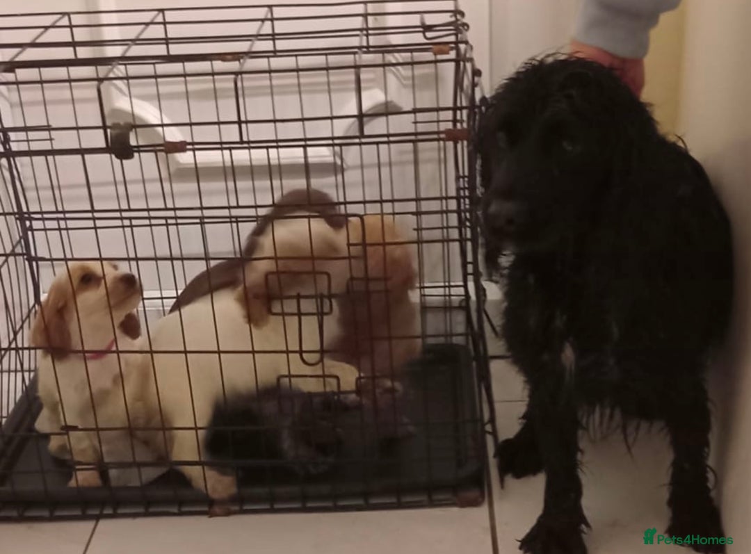 Cocker Spaniel dogs for sale: Cocker spaniel puppys  - Image 7