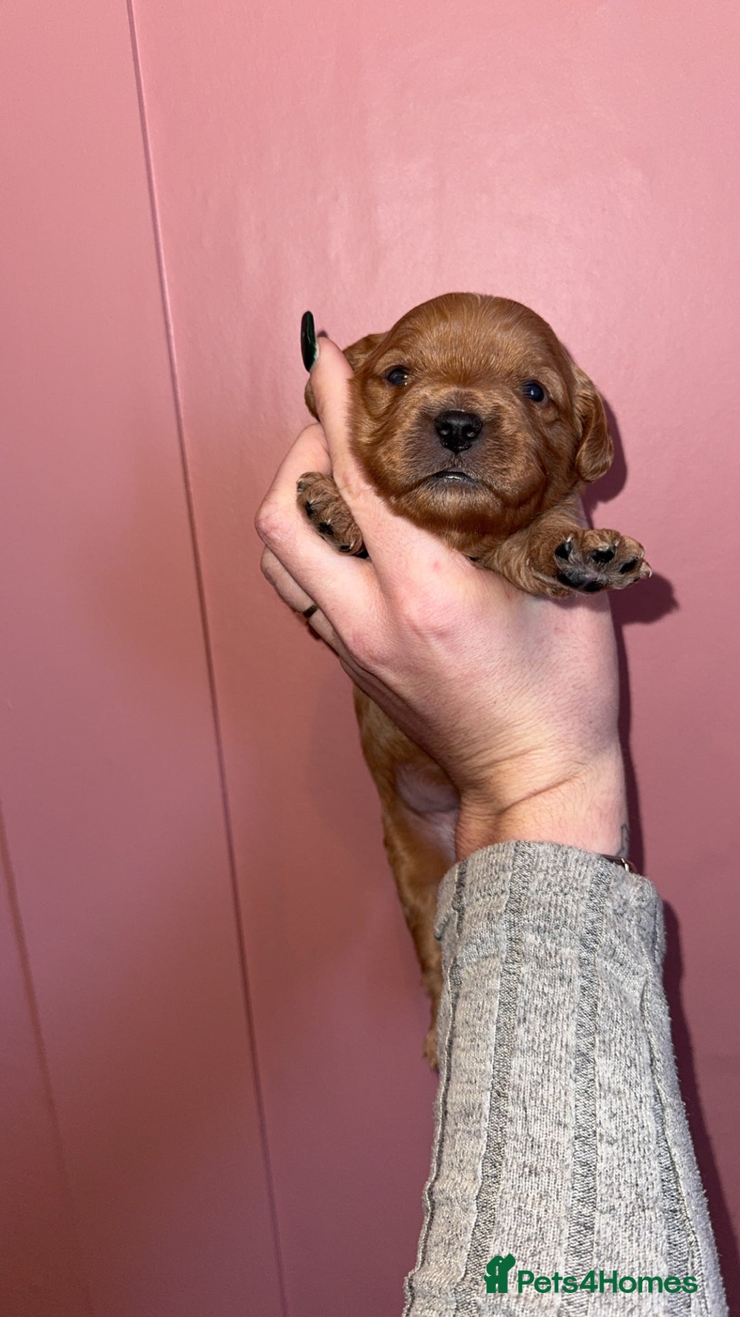 Cavapoo dogs for sale: F1b Cavapoo  - Image 2