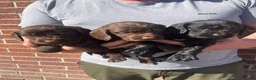 Cocker Spaniel dogs for sale: DNA tested cocker spaniels - Advert 7