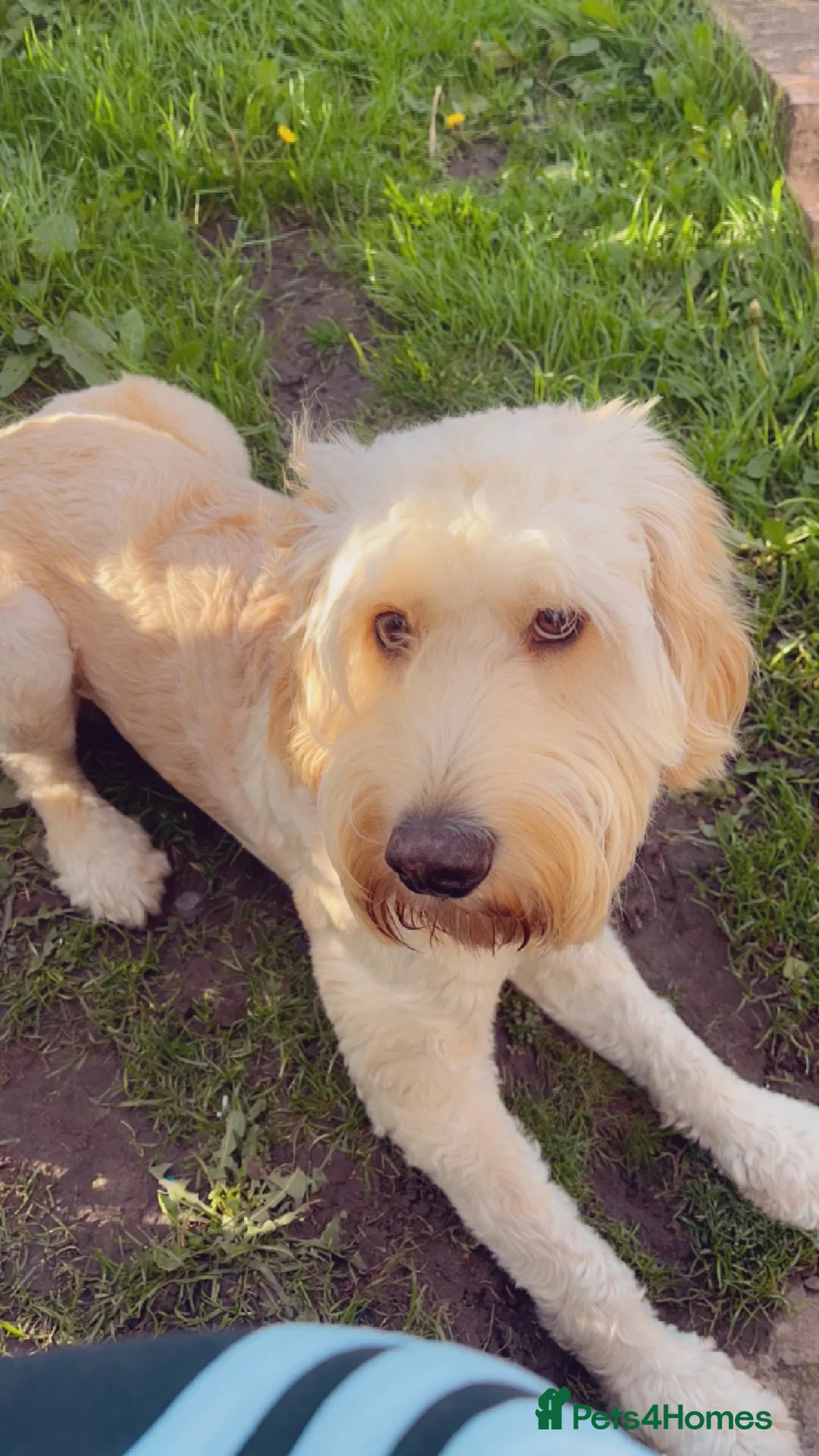 Cockapoo dogs for sale: ** REHOME ** 3 YEAR OLD COCKAPOO - Advert 9