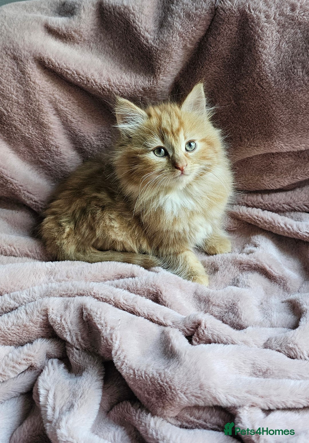 Maine Coon cats for sale: Half Maine Coon kittens - Advert 6