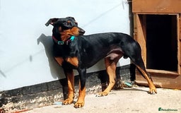 Mixed Breed dogs for sale: American BullyxDobermann Girl REDUCED this weekend - Image 3