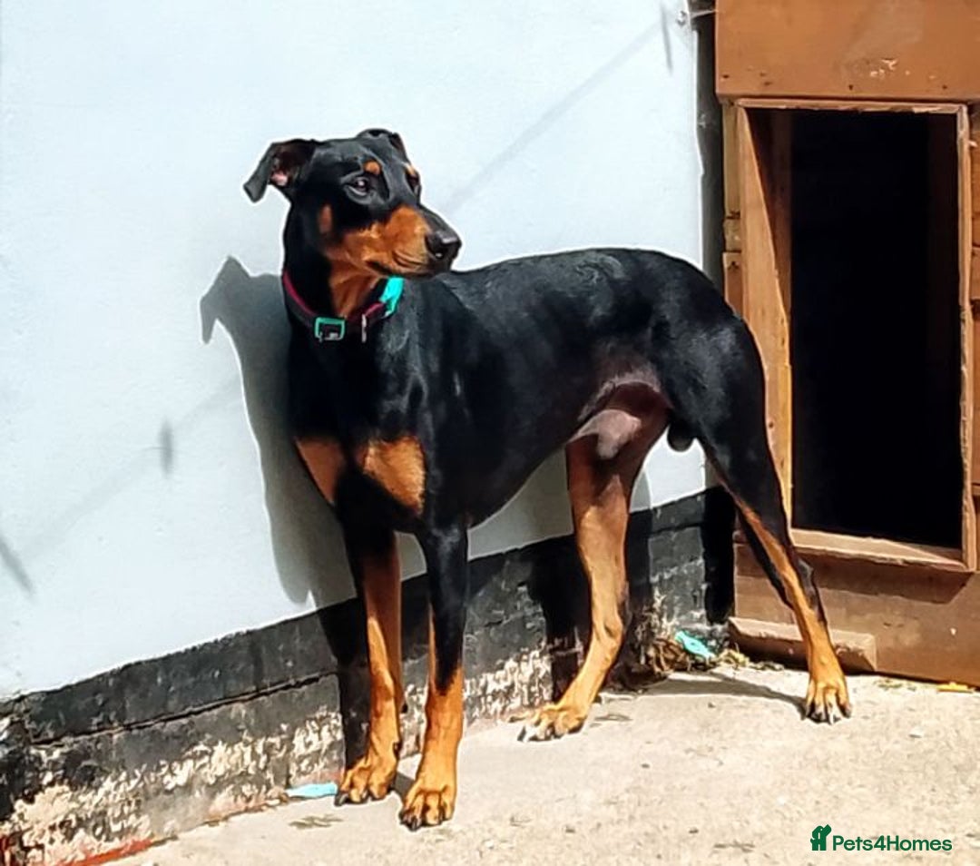 Mixed Breed dogs for sale: American BullyxDobermann Girl REDUCED this weekend - Image 3