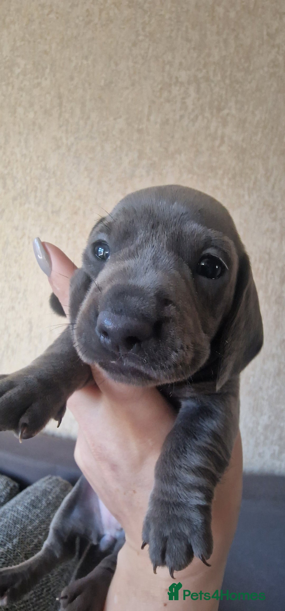 Dachshund dogs for sale: 2 girls and 1 boy miniature dachshund puppies  - Image 20