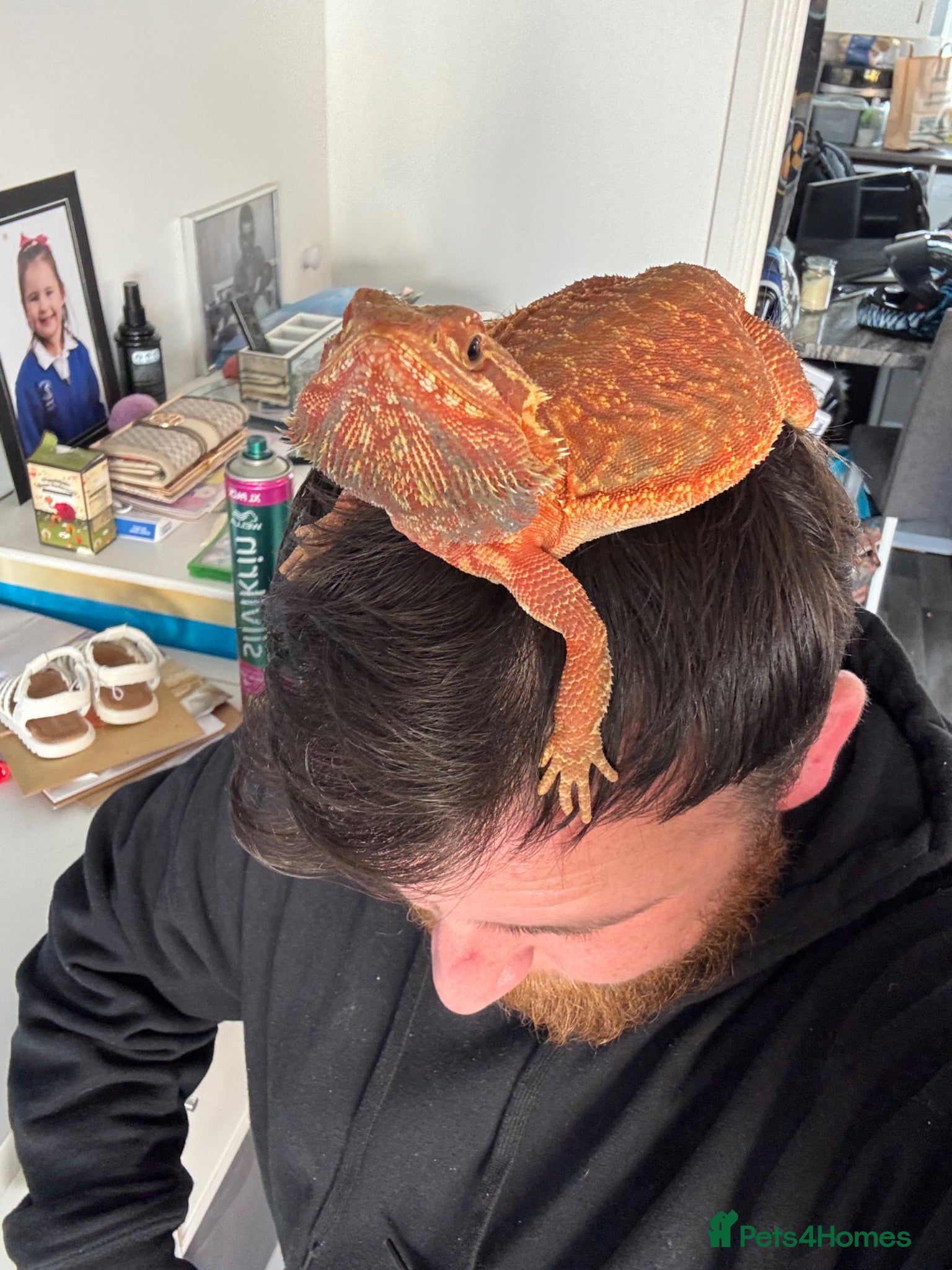 Bearded Dragon reptiles for sale: Red bearded dragon in Eastbourne - Advert 1