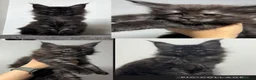 Maine Coon cats for sale: XXL RUSSIAN MAINE COON KITTENS - Advert 11
