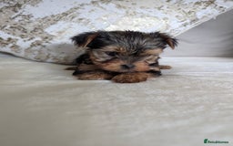 Yorkshire Terrier dogs for sale: Wonderful Yorkshire terrier puppies  - Image 17