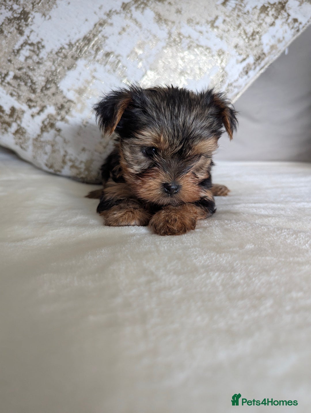 Yorkshire Terrier dogs for sale: Wonderful Yorkshire terrier puppies  - Image 17