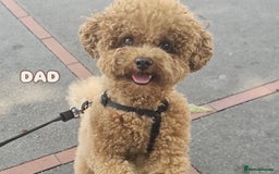 Cavapoo dogs for sale: Premium F1B Toy Red Cavapoo - 2 LEFT - Image 31