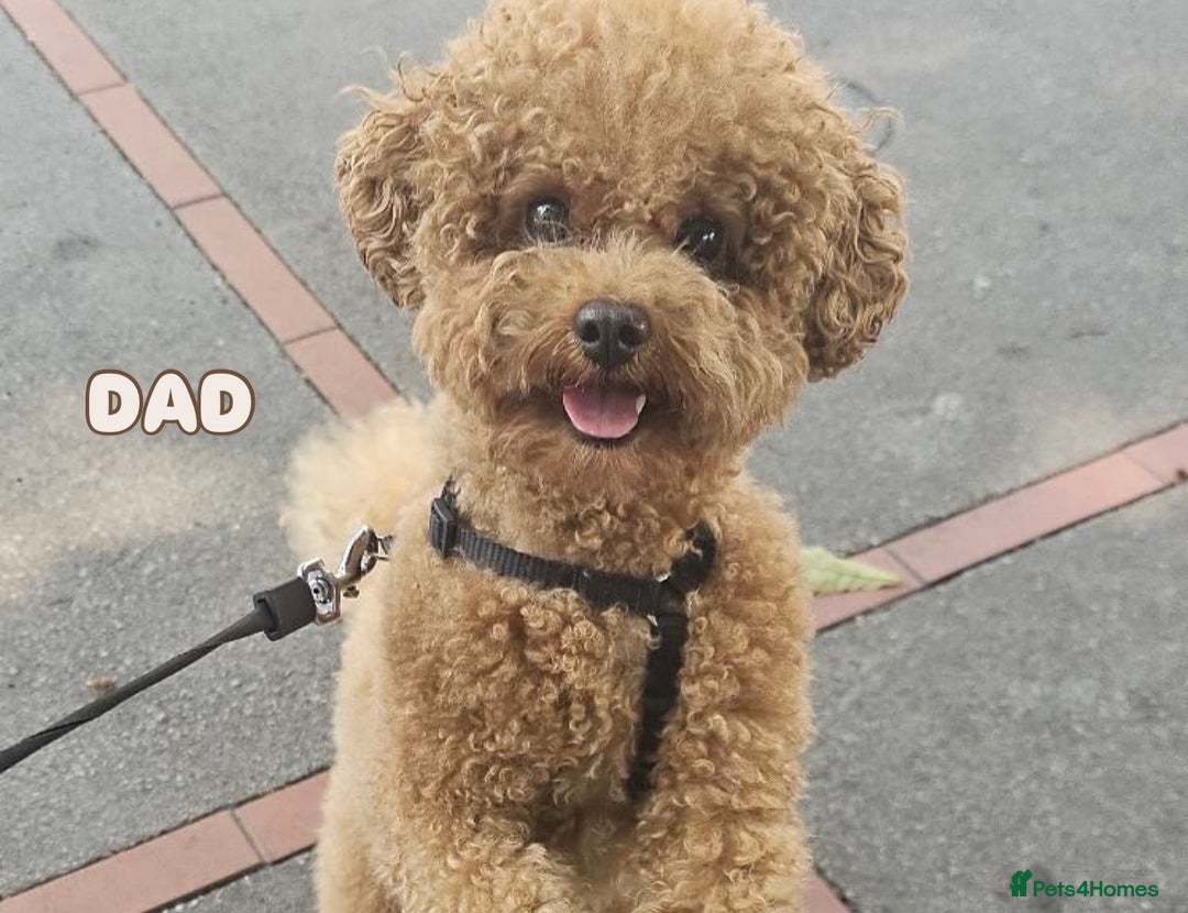 Cavapoo dogs for sale: Premium F1B Toy Red Cavapoo - 2 LEFT - Image 31