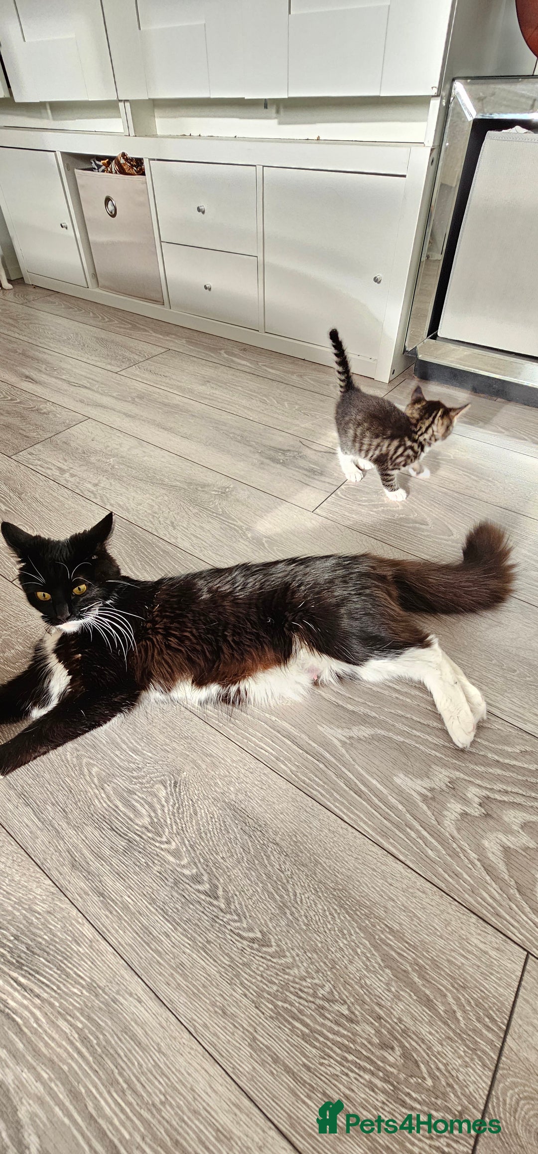 Mixed Breed cats for sale: Beautiful friendly kitties 💖 ready for homes 💕 - Image 6