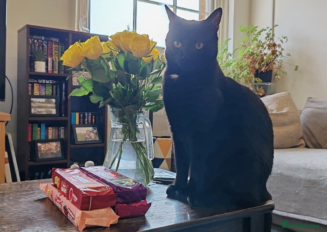 British Shorthair cats for sale: 2 Black Males cats - Image 7