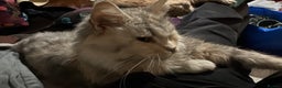 Maine Coon cats for sale: Retired MaineCoon Queen - Advert 7