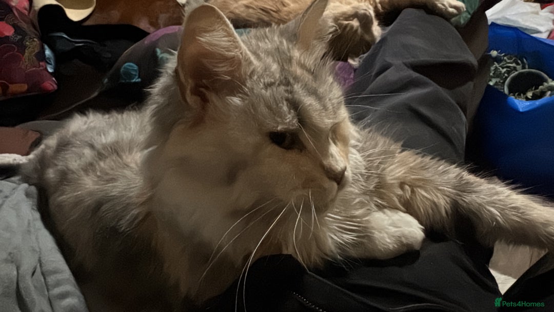Maine Coon cats for sale: Retired MaineCoon Queen - Advert 7