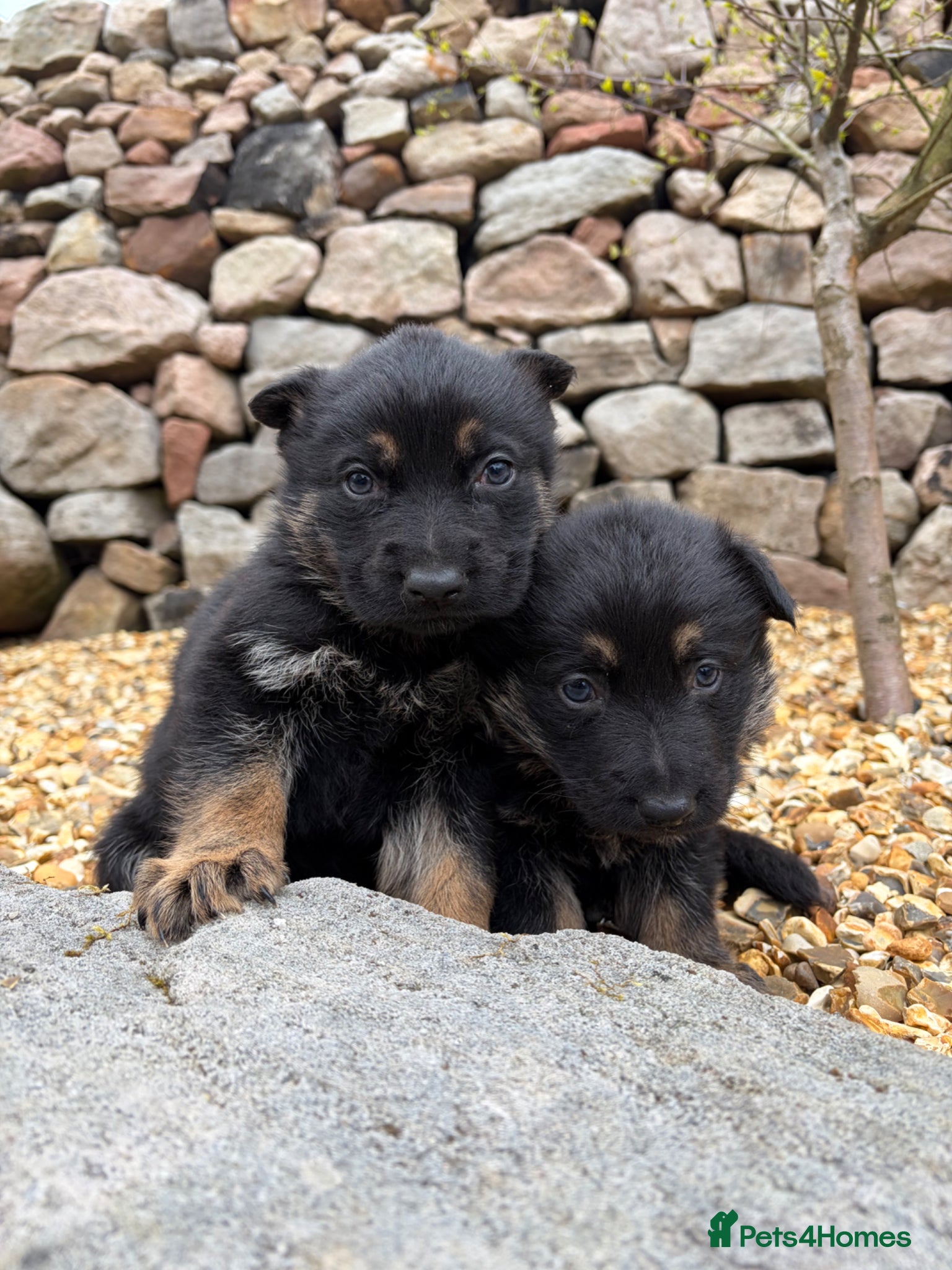 German Shepherd dogs Gorgeous purebred German shepherd puppies 2 LEFT - Advert 12
