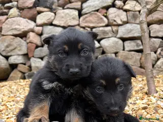 German Shepherd dogs Gorgeous purebred German shepherd puppies 2 LEFT - Advert 15