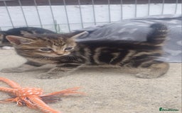 Mixed Breed cats for sale: Gorgeous Bengal x babies **READY NOW** - Image 32