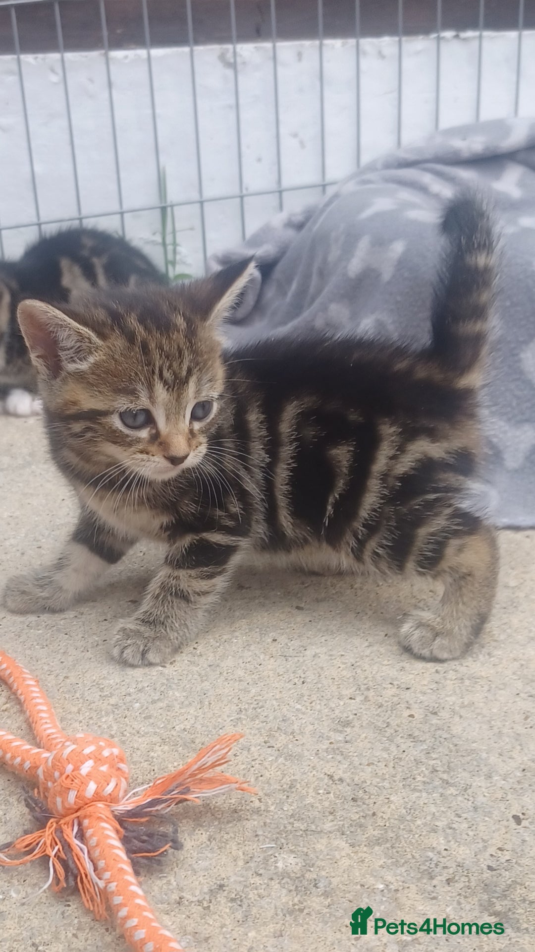 Mixed Breed cats for sale: Gorgeous Bengal x babies **READY NOW** - Image 32