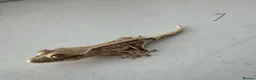 Gecko reptiles for sale:  Lilly white Crested gecko babies - Advert 24