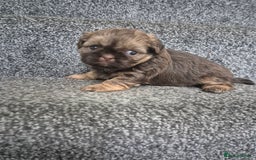 Shih Tzu dogs for sale: Imperial shih tzu puppies - Image 9