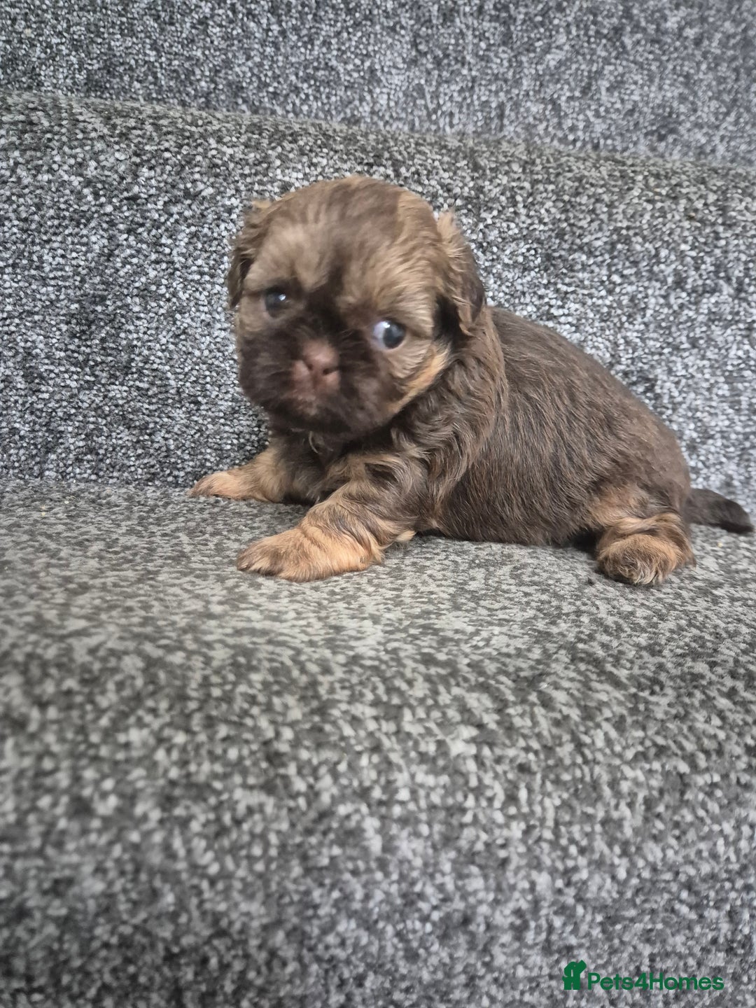 Shih Tzu dogs for sale: Imperial shih tzu puppies - Image 9