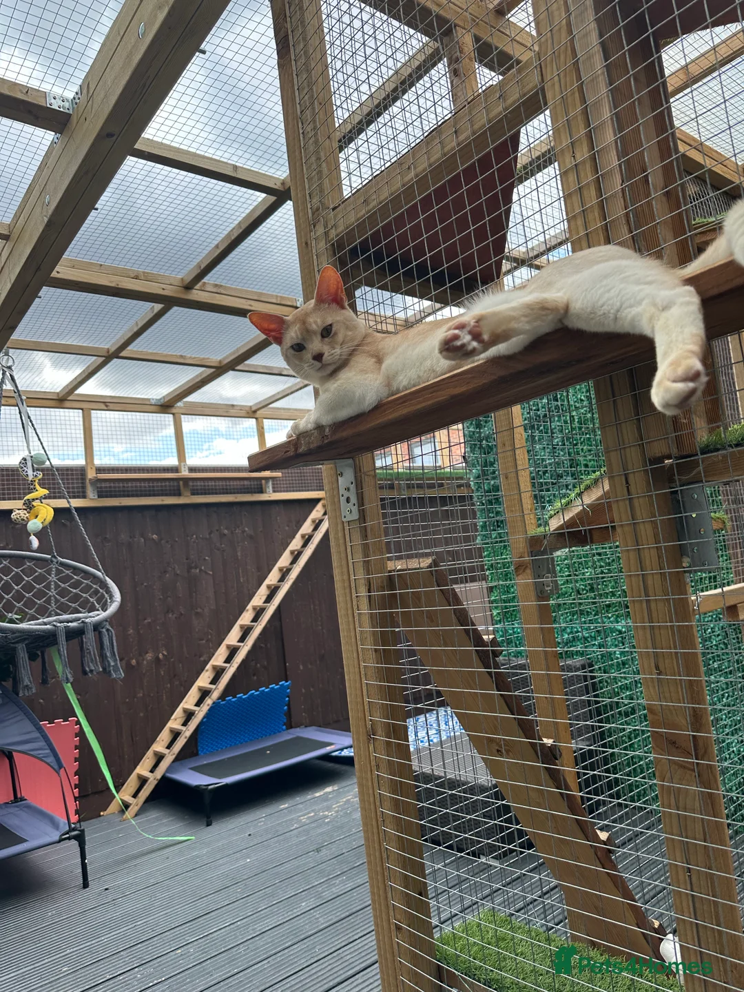 Abyssinian cats for stud: Champion lines Aby Red-Silver boy for stud in Romford - Advert 4