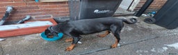 Dobermann dogs for sale: Female doberman  - Advert 4