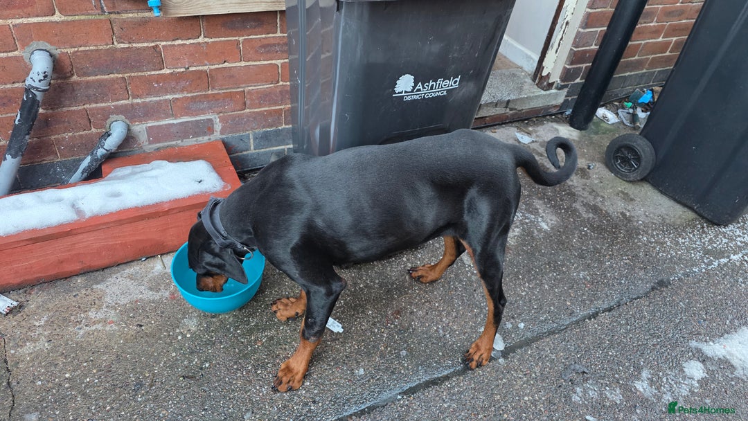 Dobermann dogs for sale: Female doberman  - Advert 4