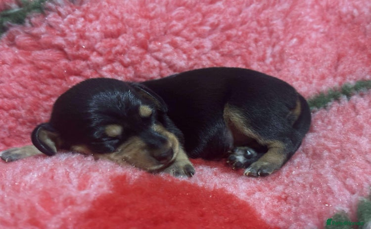 Miniature Dachshund dogs - Advert 9