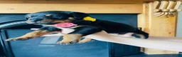 Rottweiler dogs for sale: GERMANY ROTTWEILER  in Southampton - Advert 7