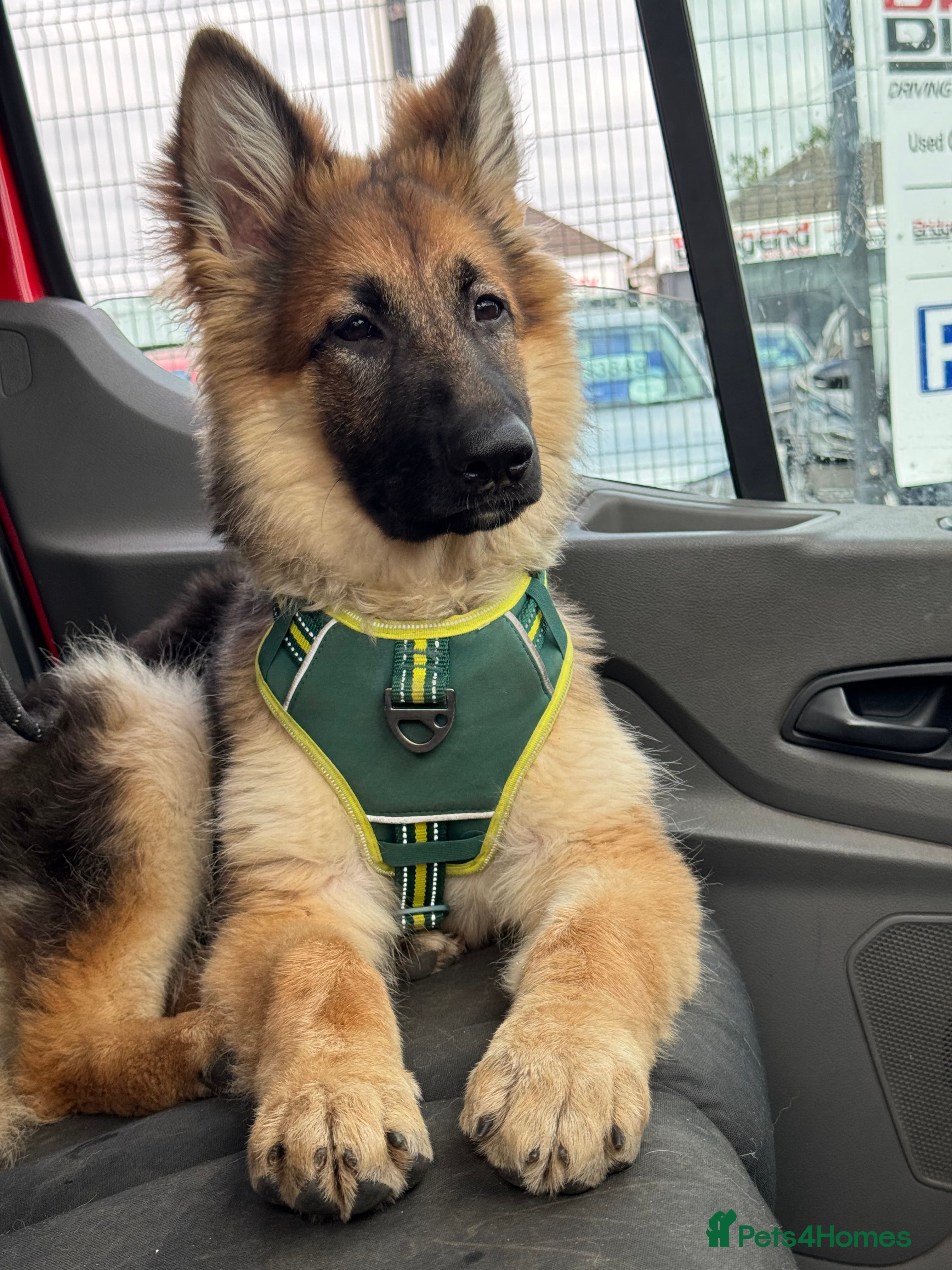German Shepherd dogs German Sheppard girl 7/5 month - Advert 2