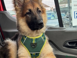 German Shepherd dogs German Sheppard girl 7/5 month - Advert 1