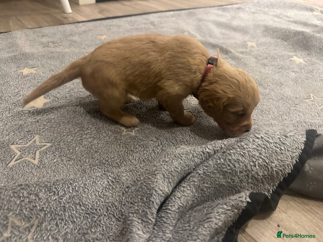 Mixed Breed dogs for sale: Golden Cocker Retriever Puppies  - Advert 15