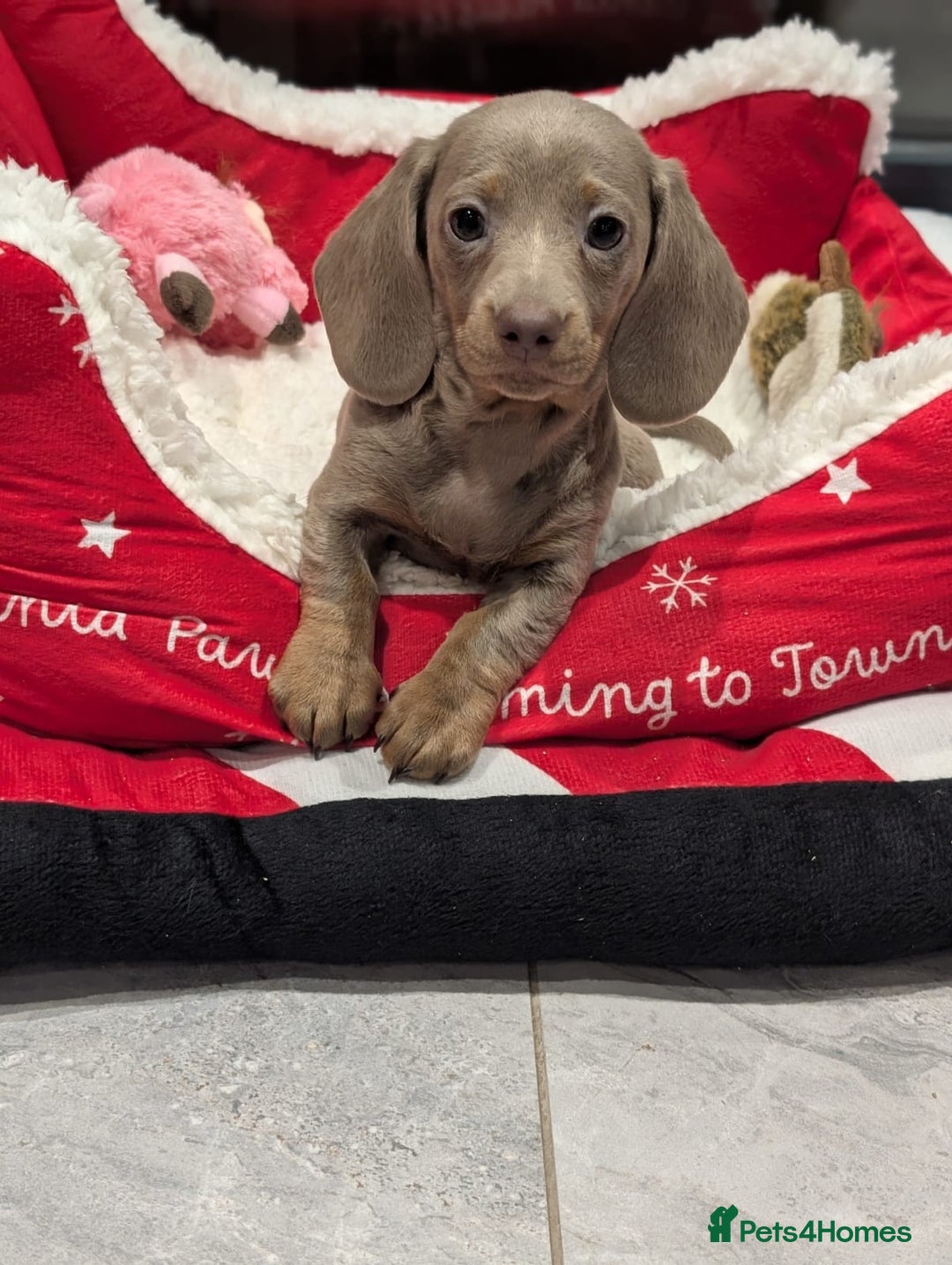 Miniature Dachshund dogs for sale: Adorable little of miniature daschunds  - Advert 34