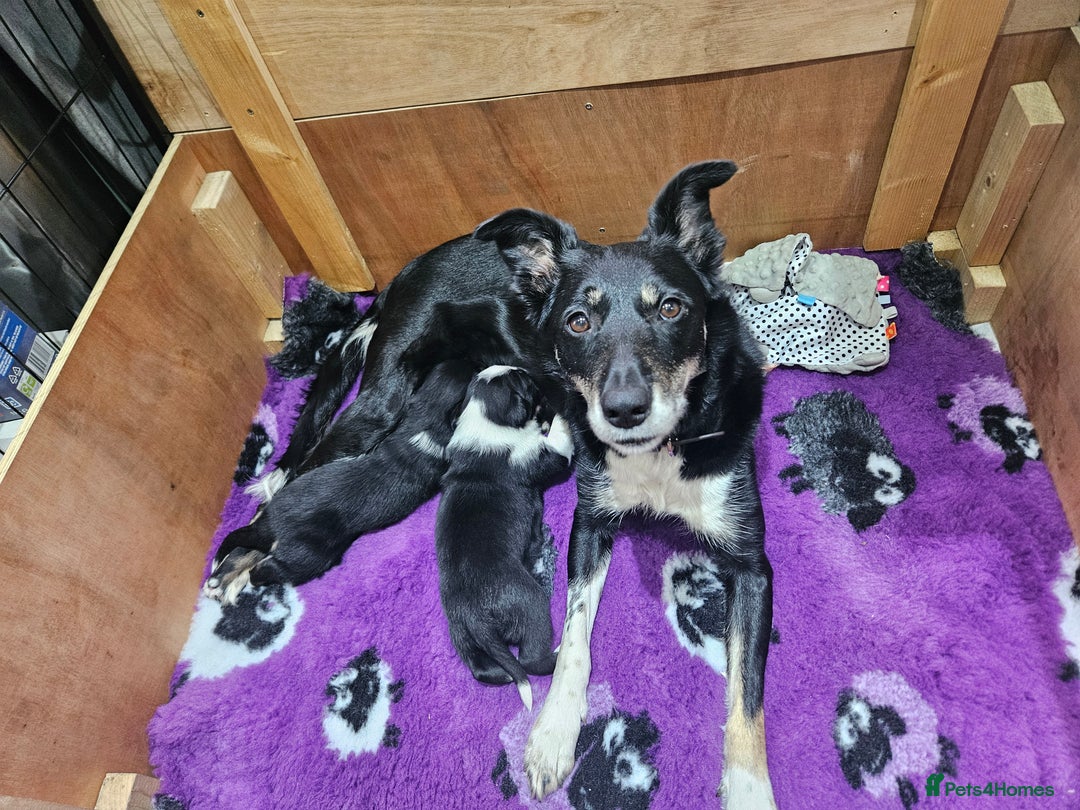Border Collie dogs for sale: Butch  - Image 5
