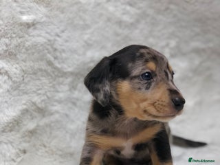 Miniature Dachshund dogs Smooth haired miniature dachshunds available🐶🐾🩷 - Advert 3