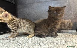 Mixed Breed cats for sale: Ragdoll cross British long hair kittens  - Image 4