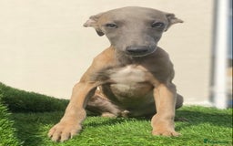 Whippet dogs for sale: Kc whippet pups  - Image 4