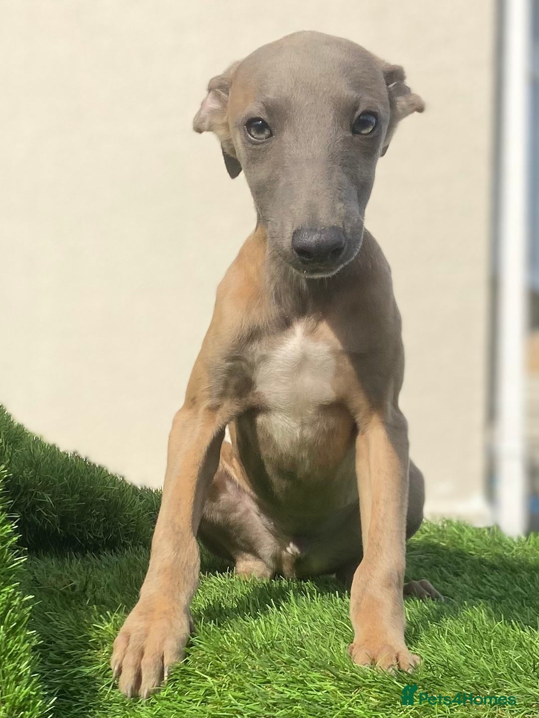 Whippet dogs for sale: Kc whippet pups  - Image 4