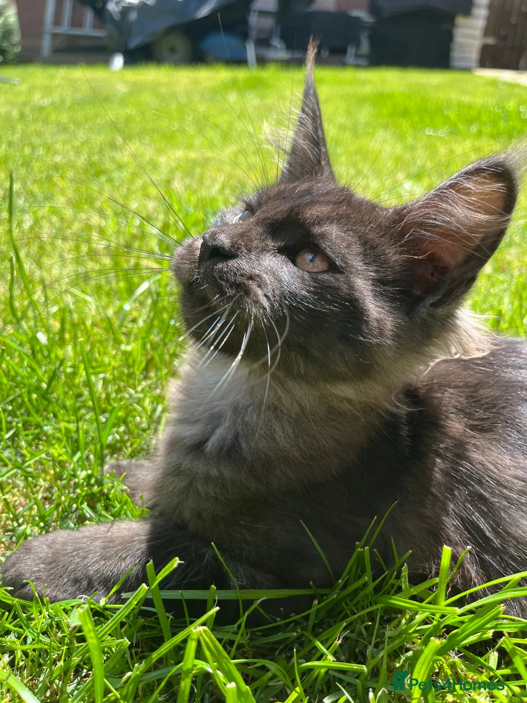 Maine Coon cats for sale: ⭐️Beautiful Maine Coon Kittens⭐️ - Advert 2