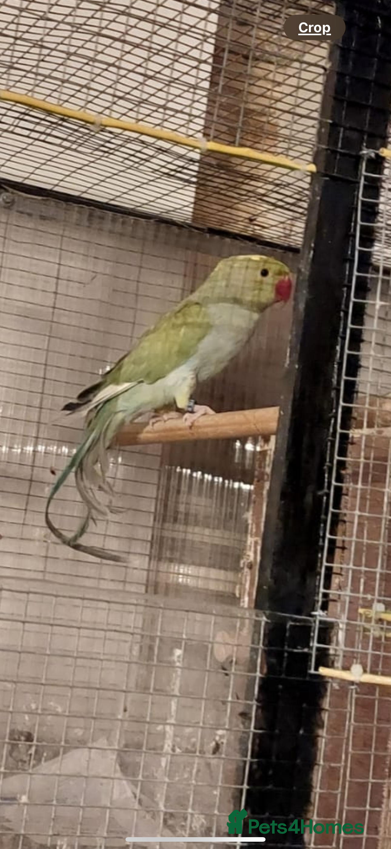 Parakeets birds Green ringneck parakeet male.  - Advert 4