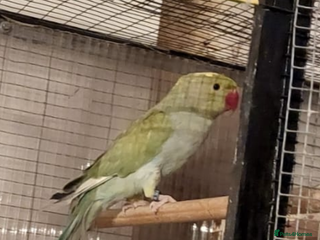 Parakeets birds Green Alexandrine parakeet male. - Advert 1