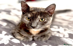 Mixed Breed cats for sale: Cats both for sale together  - Image 3