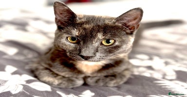 Mixed Breed cats - Advert 4
