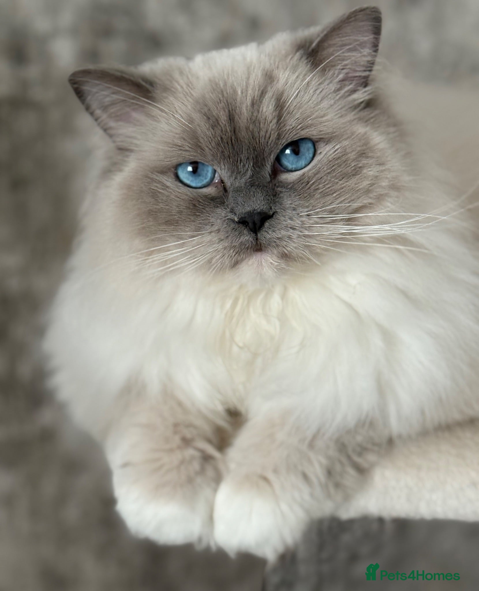 Ragdoll cats Blue mitted female ragdoll - Advert 2