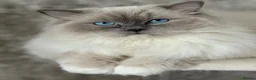 Ragdoll cats for sale: Blue mitted female ragdoll - Advert 1