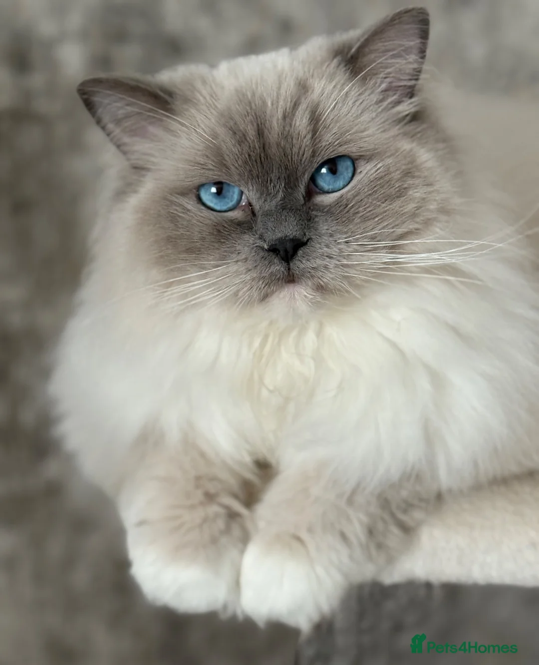 Ragdoll cats for sale: Blue mitted female ragdoll - Advert 1