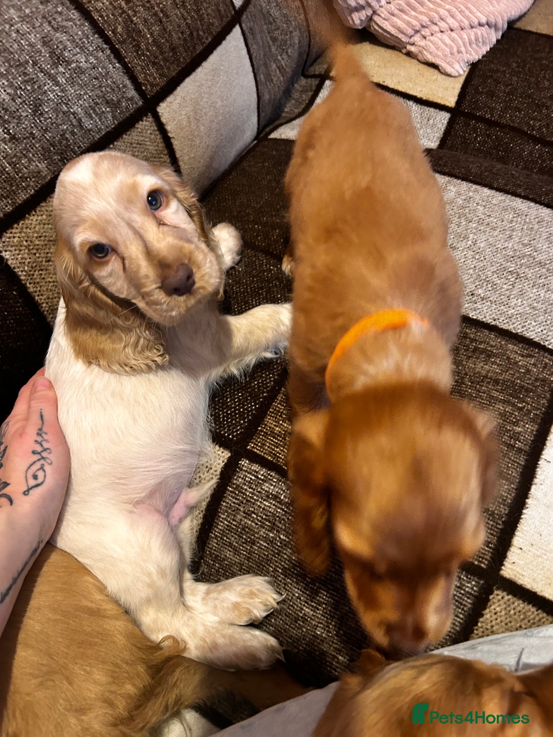 Cocker Spaniel dogs for sale: English Cocker Spaniels  - Advert 5