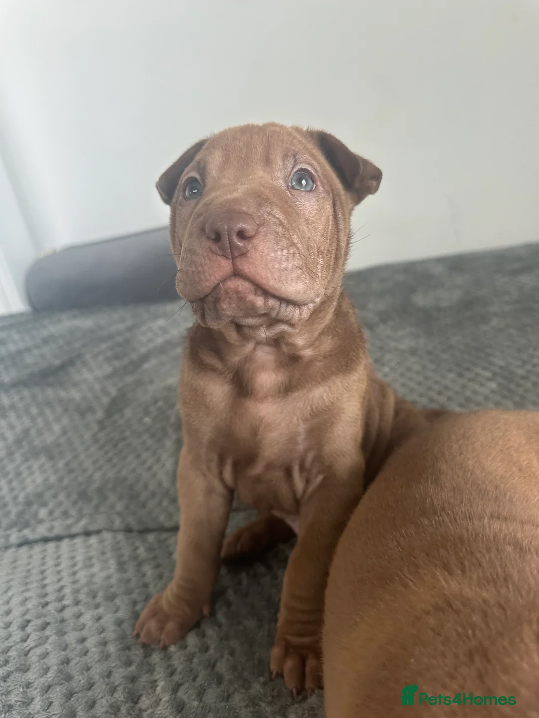 Mixed Breed dogs for sale: VALENTINE BABIES 3 LEFT bull x sharpei  - Advert 3