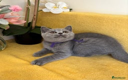 British Shorthair cats for sale: Top quality GCCF kittens  - Image 17